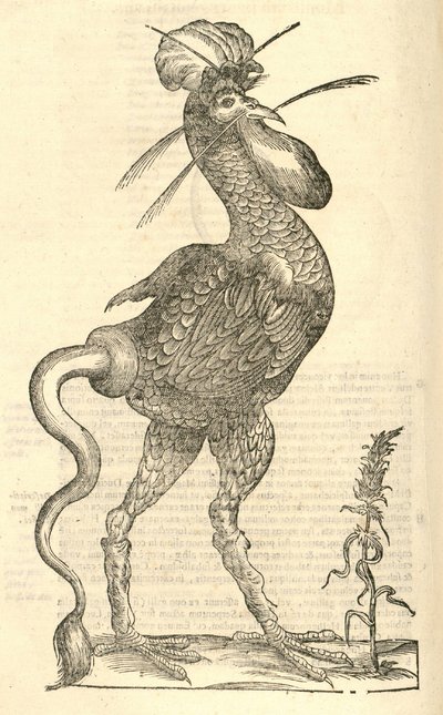 Gallus monstrosus illusztrációja az Aldrovandis History of Monsters című könyvből, 1642 alkotó: Italian School
