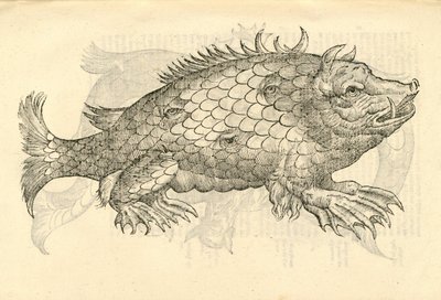 Monstrosus Sur marinus illusztrációja Aldrovandis Szörnyek története , 1642 alkotó: Italian School