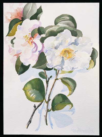 Camelia, 1998 (wc papíron) alkotó: Izabella Godlewska de Aranda