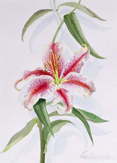 Lily, 1998 (wc papíron) (lásd még: 124443 és 124445) alkotó: Izabella Godlewska de Aranda