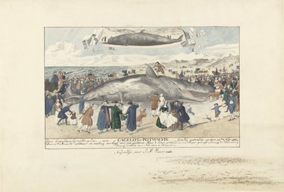 Az Egmond aan Zee-nél partra rekedt sperma bálna, 1764 Egmond op Zee-től északra egy Cagelot vagy Potwhale. élve rekedt 1764. február 15-én. (cím a tárgyon) alkotó: J.A. Visser