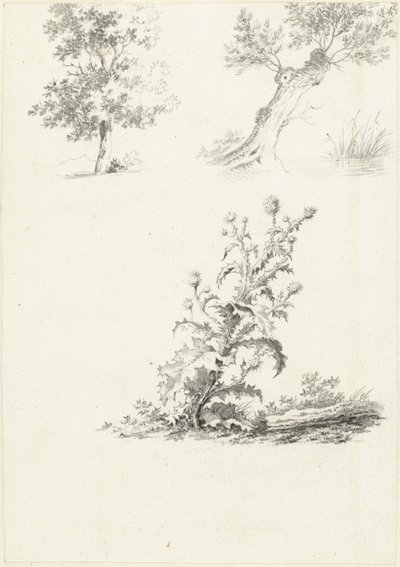Két tanulmány egy fáról és egy bogáncsról alkotó: J.B. Joss (attributed to)