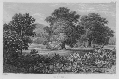Gyümölcsfák (színes metszet) alkotó: J. (after) Stewart