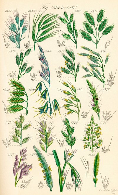 A British Wild Flowers színes illusztrációinak oldala J. E. Sowerby és C. P. Johnson műve után alkotó: J. E. and Johnson C. P.  Sowerby