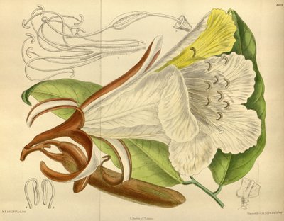 Baikiaea insignis, Fabaceae, Caesalpinioideae alkotó: J. N. Fitch