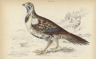 Centrocercus Urophasianus alkotó: J. Stewart