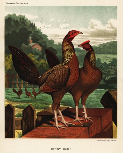 Henny vagy Hennie vadmadarak alkotó: J. W. (after) Ludlow