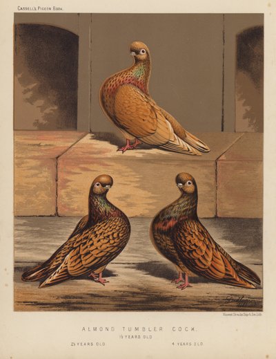 Galambok: Mandulapohárkakas alkotó: J. W. (after) Ludlow