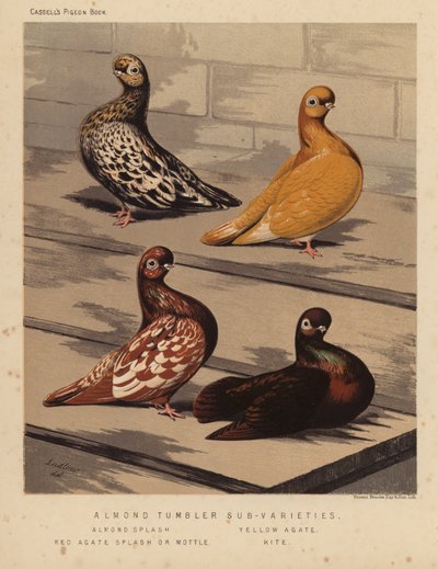 Galambok: Almond Tumbler Alfajták, Mandula Splash, Sárga Achát, Vörös Achát Splash vagy Mottle, Kite (színes litho) alkotó: J. W. (after) Ludlow