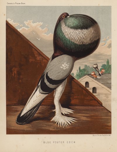 Galambok: Blue Pouter Cock (színes litho) alkotó: J. W. (after) Ludlow