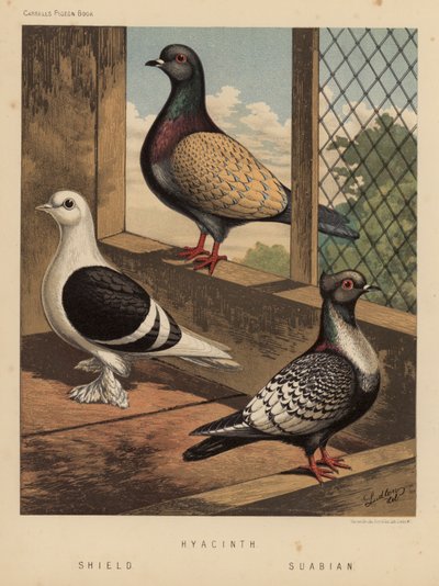 Galambok: Jácint; Pajzs; Suabian (színes litho) alkotó: J. W. (after) Ludlow
