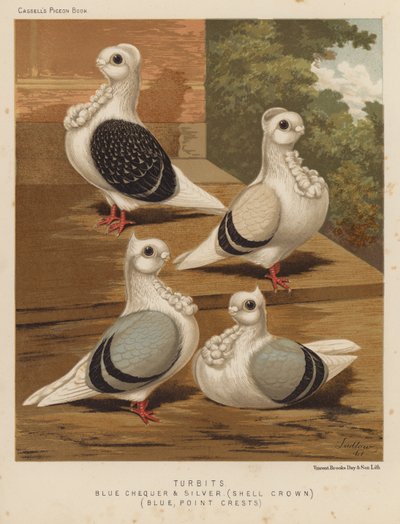 Galambok: Turbits, Blue Checker and Silver, Shell Crown, Blue, Point Crests (színes litho) alkotó: J. W. (after) Ludlow