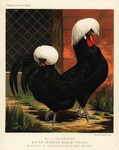 Fehér tarajos fekete lengyel csirkék alkotó: J. W. (after) Ludlow