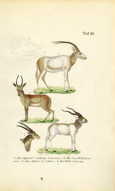 Afrikai antilop fajok alkotó: J. W. Tenhaeff