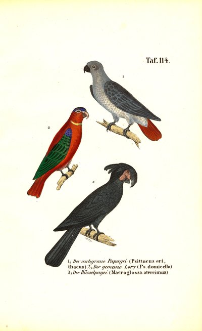Afrikai szürke papagáj, Lory és pálmakakadu alkotó: J. W. Tenhaeff