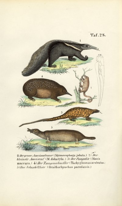  alkotó: J. W. Tenhaeff