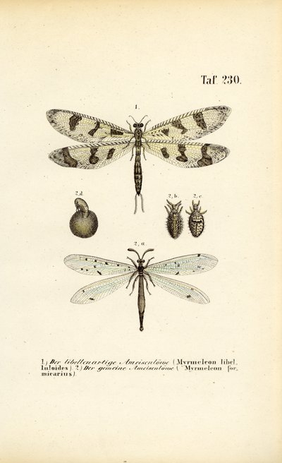  alkotó: J. W. Tenhaeff