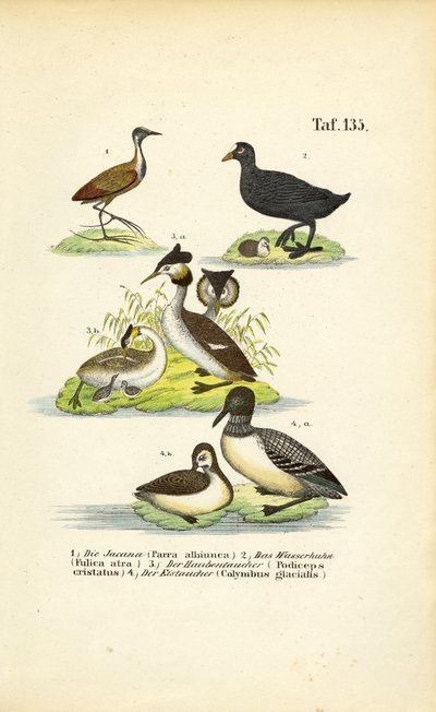 Vízi madarak a bölömbika, a tőkés rétihéja, a nagy kócsag és a gémfélékkel alkotó: J. W. Tenhaeff