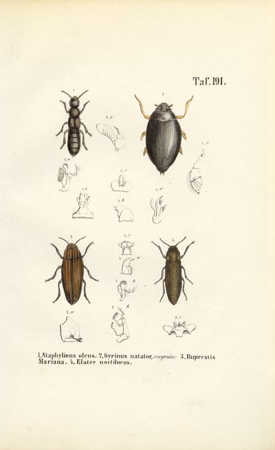  alkotó: J. W. Tenhaeff