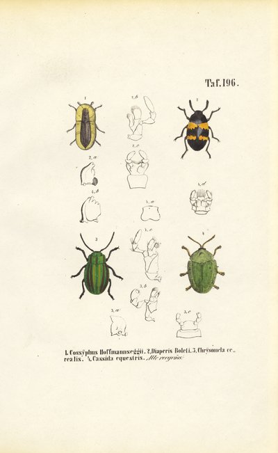 Bogárfajok morfológiai részletképekkel alkotó: J. W. Tenhaeff