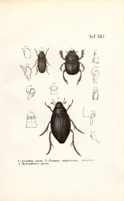  alkotó: J. W. Tenhaeff