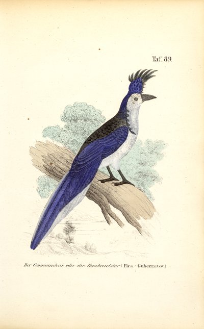 kékcsőrű bég alkotó: J. W. Tenhaeff