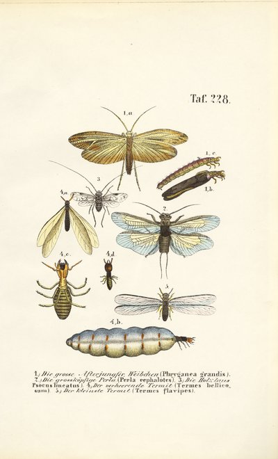 alkotó: J. W. Tenhaeff