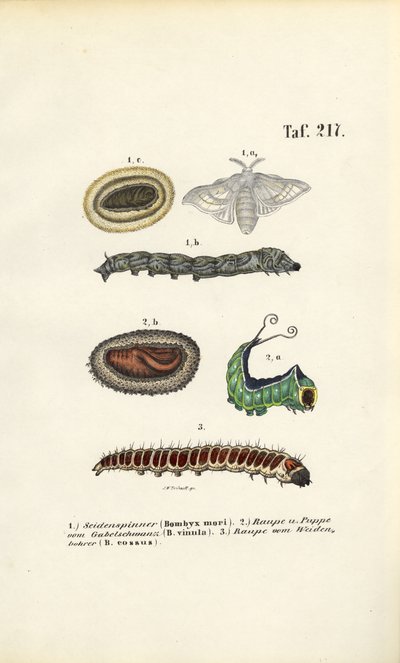  alkotó: J. W. Tenhaeff