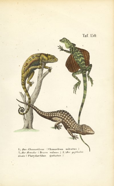 Kaméleon, repülő sárkány és tokaji gekkó alkotó: J. W. Tenhaeff