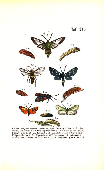  alkotó: J. W. Tenhaeff