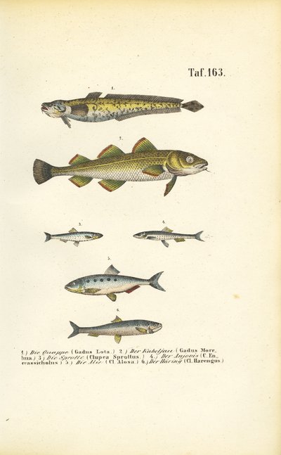  alkotó: J. W. Tenhaeff