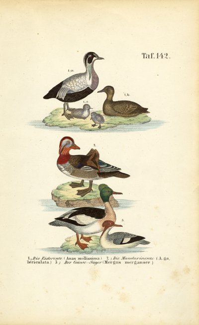  alkotó: J. W. Tenhaeff