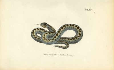 Közös európai Vipera alkotó: J. W. Tenhaeff