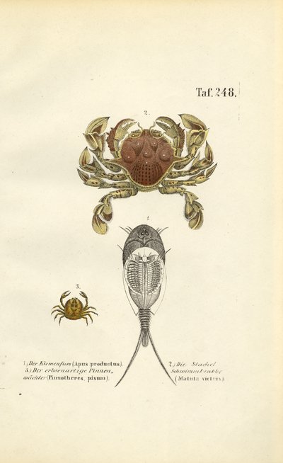  alkotó: J. W. Tenhaeff