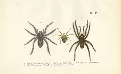  alkotó: J. W. Tenhaeff