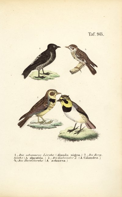  alkotó: J. W. Tenhaeff