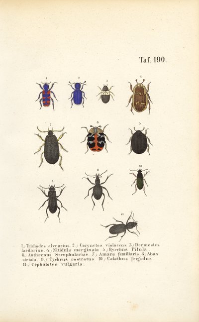  alkotó: J. W. Tenhaeff