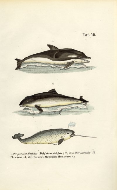 Delfinek és narválok alkotó: J. W. Tenhaeff