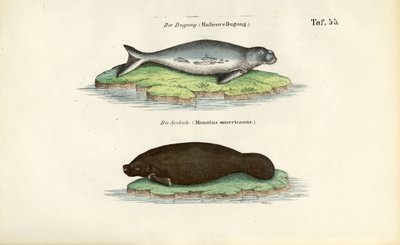 Dugong és lamantin alkotó: J. W. Tenhaeff
