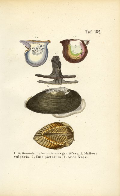 Gazdaságilag fontos kagylófajok alkotó: J. W. Tenhaeff