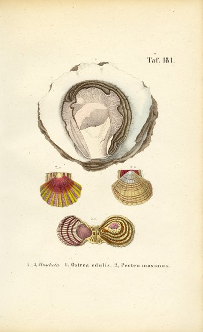  alkotó: J. W. Tenhaeff