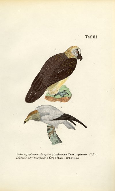  alkotó: J. W. Tenhaeff