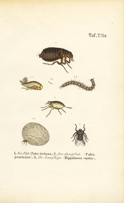  alkotó: J. W. Tenhaeff