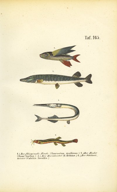  alkotó: J. W. Tenhaeff