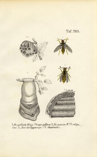  alkotó: J. W. Tenhaeff