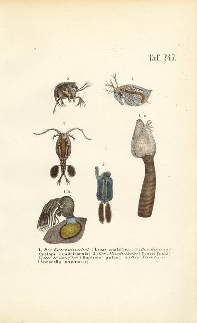 Édesvízi rákfélék és héjhéjban élő mikroorganizmusok alkotó: J. W. Tenhaeff