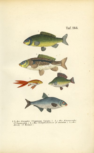 Édesvízi halak a pontyfélék családjából alkotó: J. W. Tenhaeff