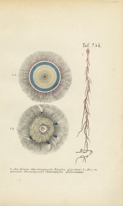 Óriás kék gomb és vörös gyökér medúza alkotó: J. W. Tenhaeff