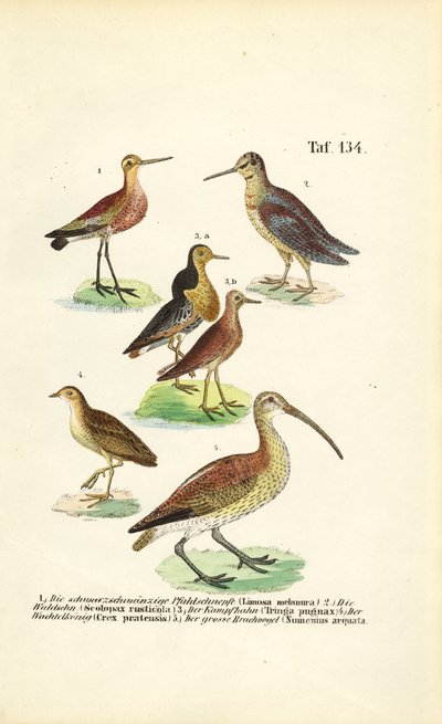 Godwits, Ruff és Curlews alkotó: J. W. Tenhaeff