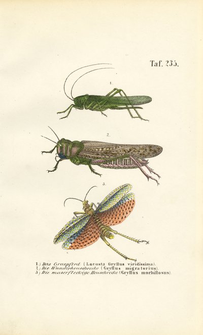  alkotó: J. W. Tenhaeff